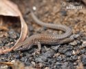 Atlantic Lizard