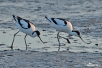 Avoceta común