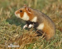 Avrupa hamsteri Cırlak Sıçan