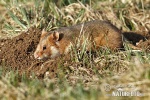 Avrupa hamsteri Cırlak Sıçan