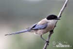 Azure-winged Magpie