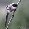 Azure-winged Magpie