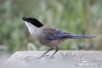 Azure-winged Magpie