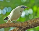 Bali Myna