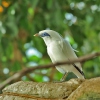 Bali Myna