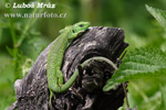 Balkan Green Lizard