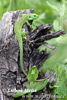 Balkan Green Lizard