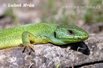 Balkan Green Lizard