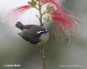 Bananaquit