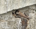 Bank Swallow