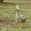 Bar-headed goose