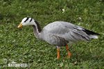 Bar-headed Goose