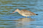 Bar-tailed Godwit