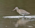 Bar-tailed Godwit