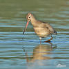 Bar-tailed Godwit