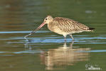 Bar-tailed Godwit