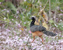 Bare-faced Curassow