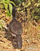 Bare-faced Curassow