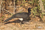 Bare-faced Curassow