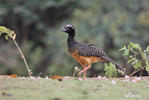 Bare-faced Curassow