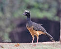 Bare-faced Curassow