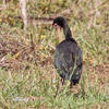 Bare-faced Ibis