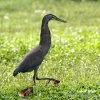 Bare-throated Tiger Heron