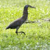 Bare-throated Tiger Heron