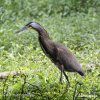 Bare-throated Tiger Heron