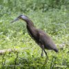 Bare-throated Tiger Heron