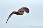 Barn Owl