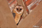 Barn Owl