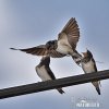 Barn Swallow