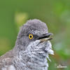 Barred Warbler