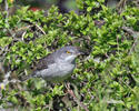 Barred Warbler