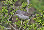 Barred Warbler