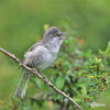 Barred Warbler