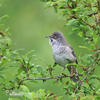 Barred Warbler