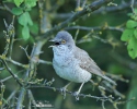 Barred Warbler