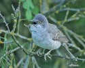 Barred Warbler