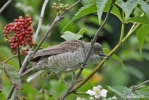 Barred Warbler