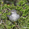 Barred Warbler