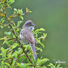 Barred Warbler