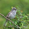 Barred Warbler