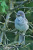 Barred Warbler