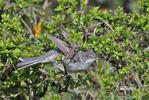 Barred Warbler