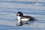 Barrow's Goldeneye