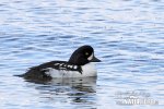 Barrow's Goldeneye