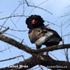 Bateleur des savanes