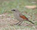 Bay-winged Cowbird, Greyish Baywing